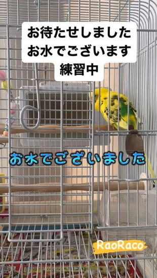 言い間違えたインコ