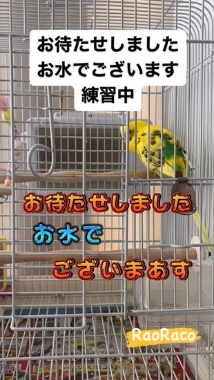 接客するインコ