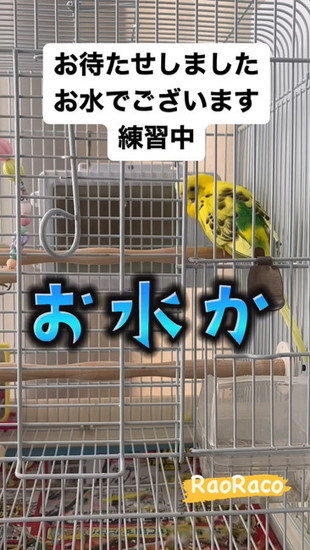 ツッコミを入れるインコ