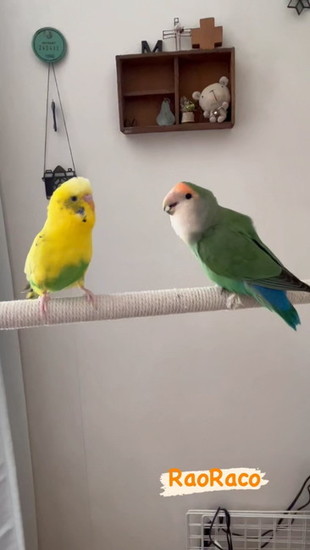 2羽のインコ