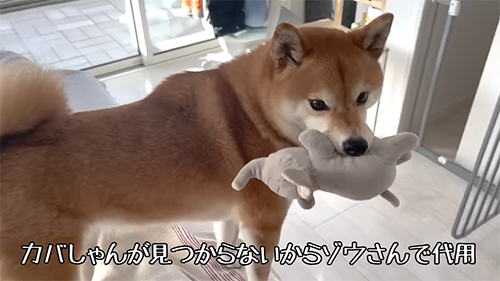 カバしゃんが見つからない