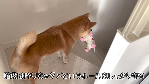 階段は降りちゃだめ