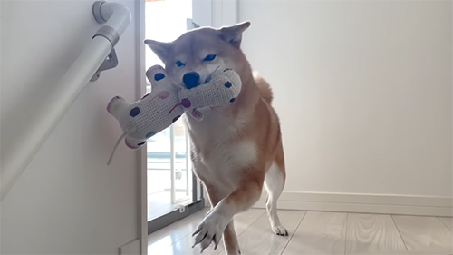 ちょいちょいする花子ちゃん