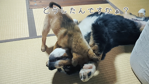 やり返すヨーちゃん