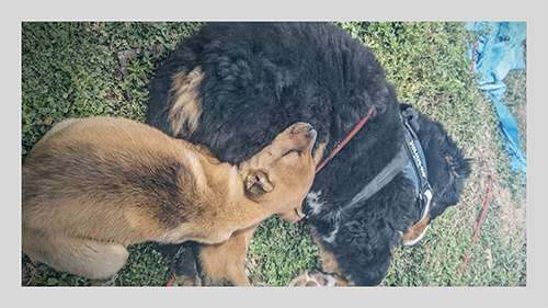 一緒に寝るテオくんとヨーちゃん