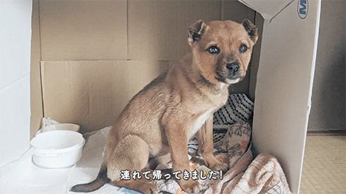 連れて帰ってきました