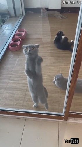 「Cute Cat Dances Behind Window || ViralHog」