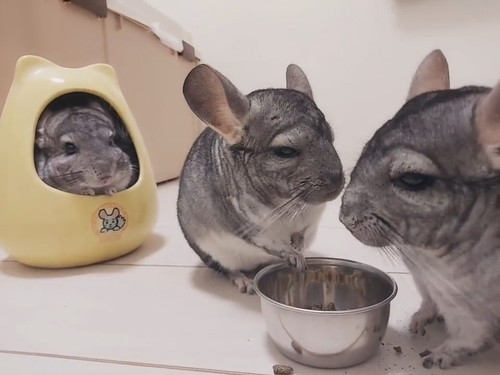 引きこもるチンチラさん