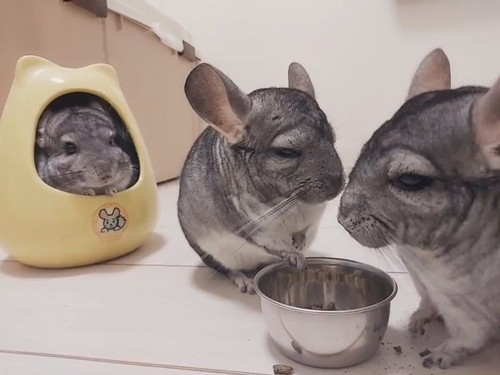 引きこもるチンチラさん