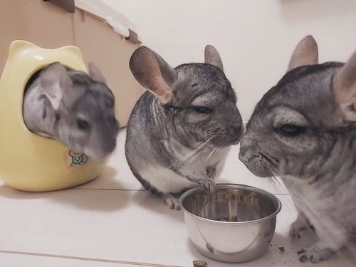 引きこもるチンチラさん