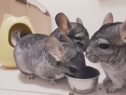 引きこもるチンチラさん