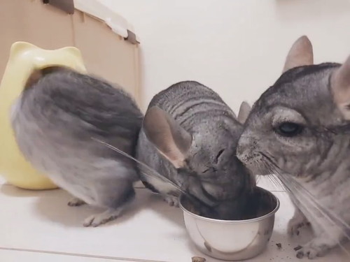 引きこもるチンチラさん