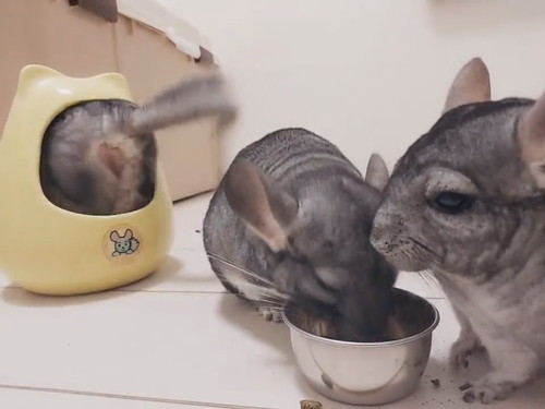 引きこもるチンチラさん