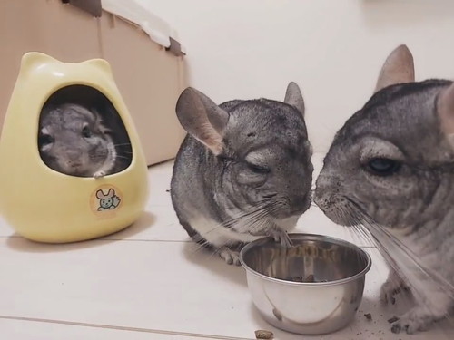 引きこもるチンチラさん