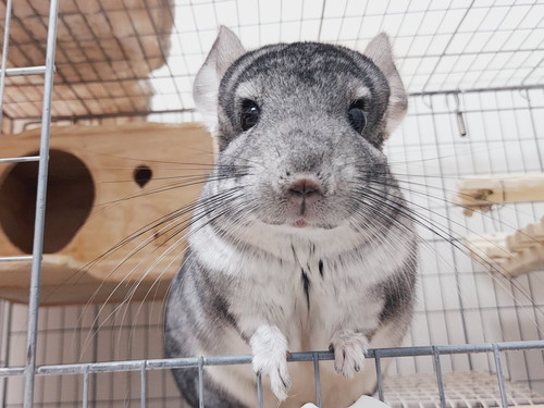 チンチラさんたち