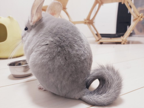 チンチラさんたち