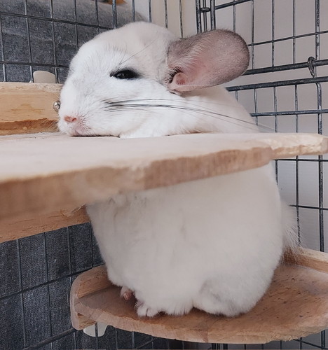 チンチラさんたち