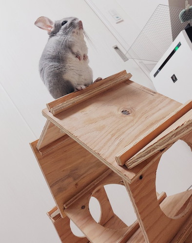 チンチラさんたち