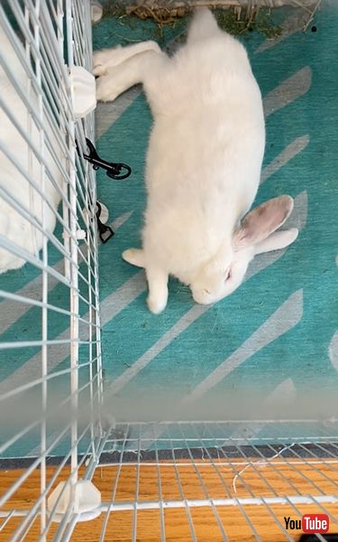 夢の中でホリホリするうさぎ