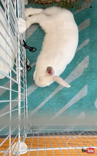 夢の中でホリホリするうさぎ