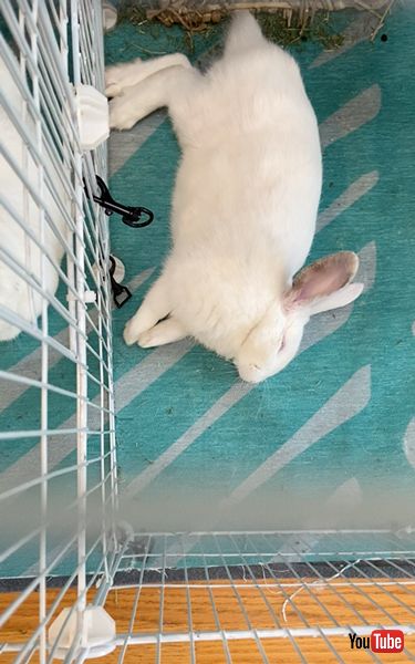 夢の中でホリホリするうさぎ