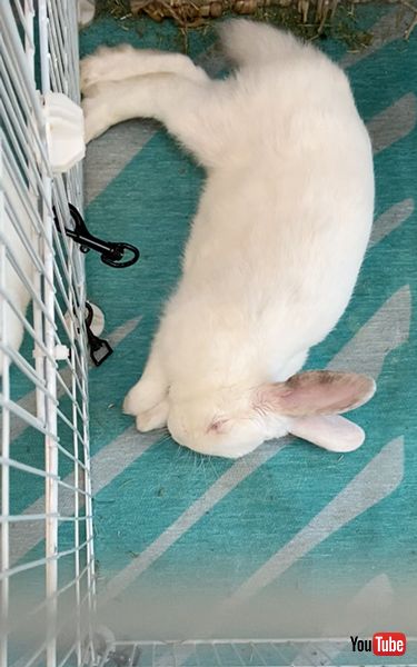 夢の中でホリホリするうさぎ