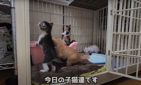保護子猫と先住猫