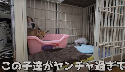 この子達がやんちゃすぎてテロップ