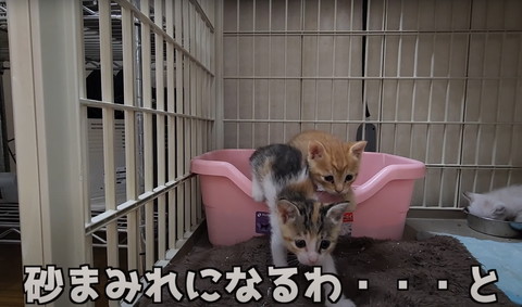 砂まみれになるわテロップ