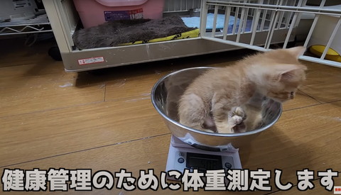 チャトラ体重測定