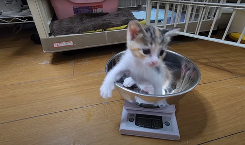 三毛猫体重測定
