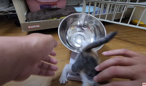 転がるボウルと子猫