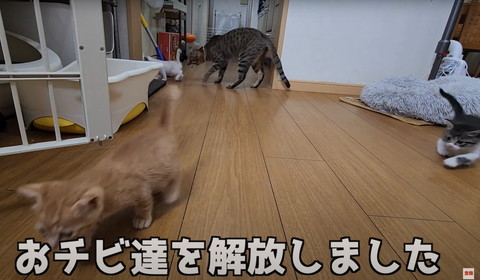 おチビたちをテロップ