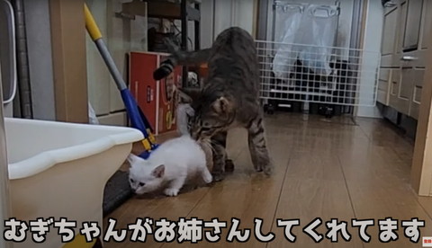 むぎちゃんがお世話テロップ