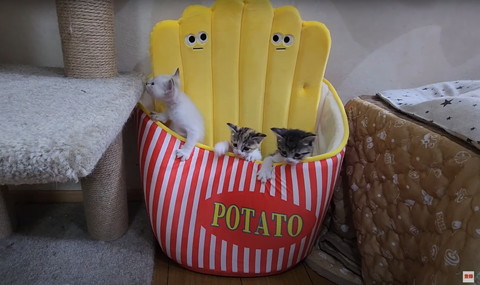 ポテトの中に子猫たち