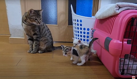 成猫と子猫2匹