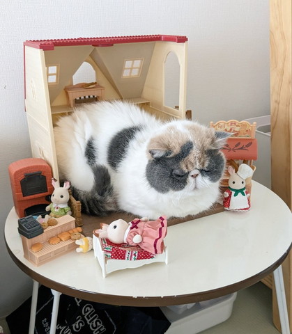 おもちゃの家でくつろぐ猫ちゃん