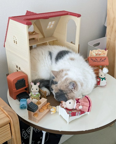 おもちゃの家で寝る猫