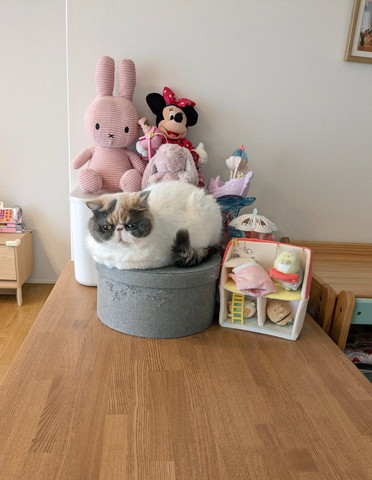 ぬいぐるみと猫