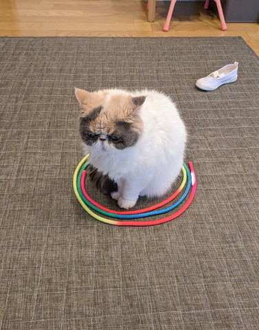 サークルに入る猫