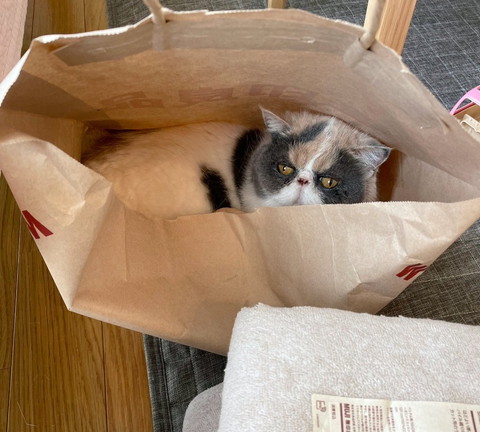 紙袋に入る猫