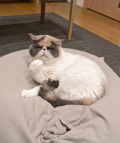 毛づくろいしてそうな猫