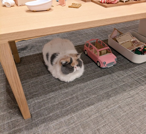 車のおもちゃの隣に猫