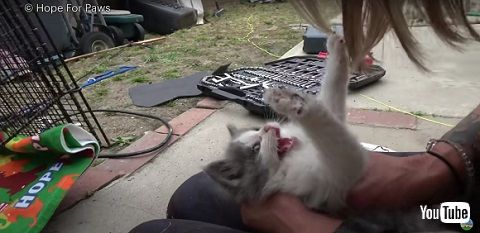 コスメ猫ファミリー