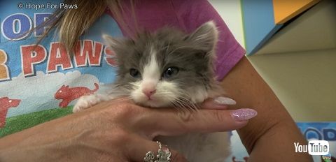 コスメ猫ファミリー