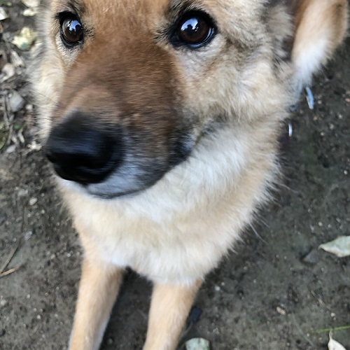 甘えん坊な保護犬