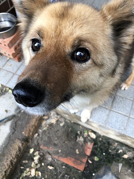 つぶらな瞳の犬