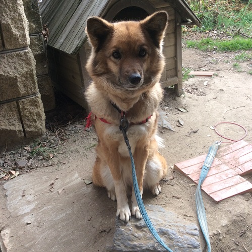 おすわりするワンコ