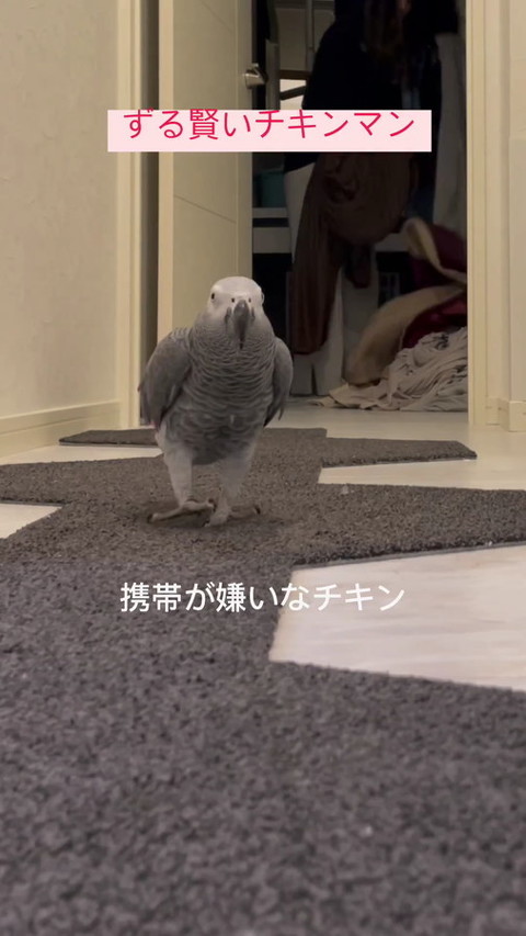 ヨウム