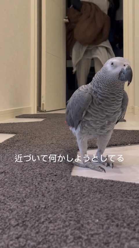 ヨウム
